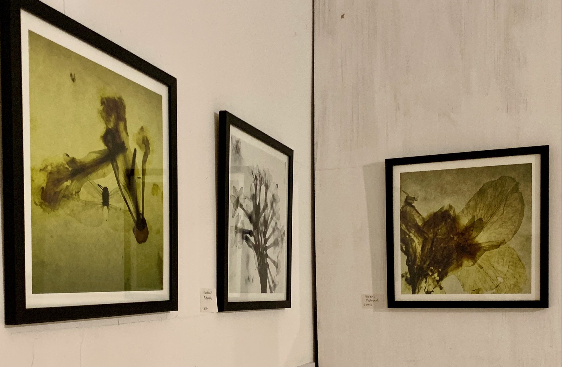 image The hidden life of plants